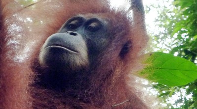 Orangutan4Slider (O.R.A.N.G.U.T.A.N.S.)