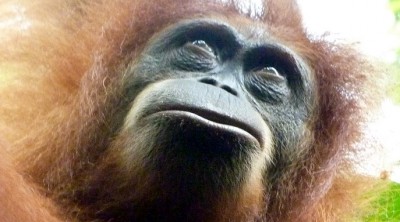 Orangutan5Slider (O.R.A.N.G.U.T.A.N.S.)