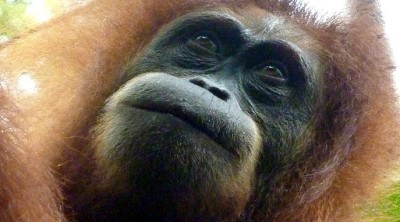 Orangutan6Slider (O.R.A.N.G.U.T.A.N.S.)