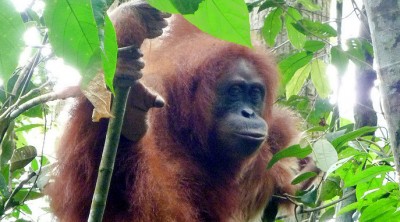 Orangutan7Slider (O.R.A.N.G.U.T.A.N.S.)