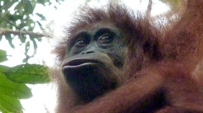 Orangutan8Slider (O.R.A.N.G.U.T.A.N.S.)