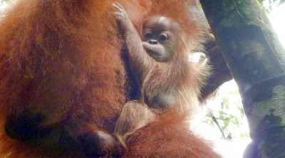 OrangutanBaby1Slider (O.R.A.N.G.U.T.A.N.S.)