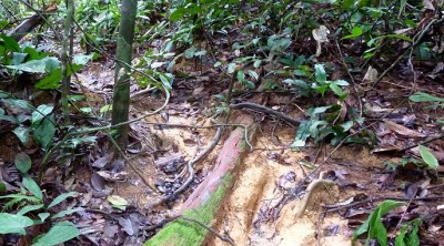 TheTrailSlider (O.R.A.N.G.U.T.A.N.S.)