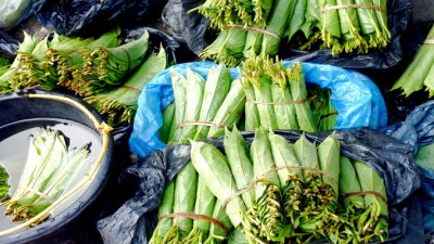 Gallery1GreenRolledLeaves (Lake Toba, Sumatra: A Lesson in R.E.L.A.X.A.T.I.O.N.)