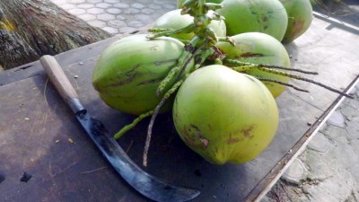 GalleryCoconuts (Pulau Weh, Sumatra – at the tippy-top of Indonesia)