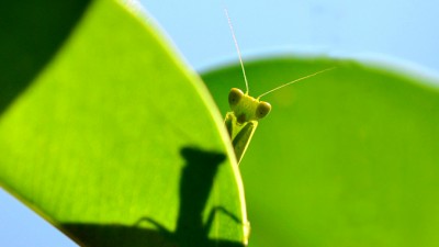 GrasshopperSlider678x383 (Patience, my dear Grasshoppers…)