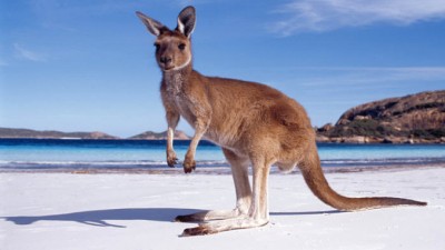 BigKangarooSlider678x383 (Uh, We Interrupt This Broadcast to Bring You an Urgent Message…)