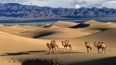 Camels678x383 (Heading to Chinngis Khaan-Land (a full month in MONGOLIA!))