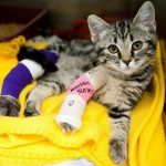 KittyInCast685x542 (Travelin’ Solo? Yup, Sometimes It’s Scary…)