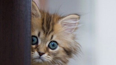 ScaredKittySlider678x383 (Travelin’ Solo? Yup, Sometimes It’s Scary…)