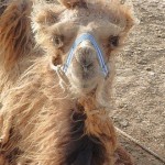 BabyCamel330 (A Month in Mongolia – Chapter 1: The Gobi)