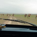 GobiChasingCamels (A Month in Mongolia – Chapter 1: The Gobi)