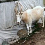 MongolianGoat685x514 (A Month in Mongolia – Chapter 2: Milking Yaks in the Wild)