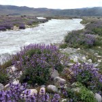 RiverWithPurpleFlowers685x514 (A Month in Mongolia – Chapter 2: Milking Yaks in the Wild)