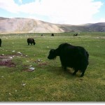 YakMountainsShadow437x328 (A Month in Mongolia – Chapter 2: Milking Yaks in the Wild)