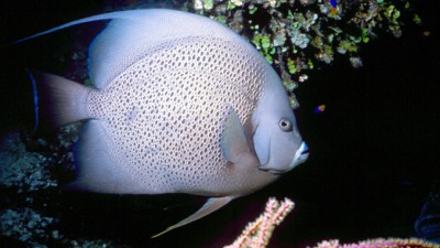 BelizeAngelfishSlider678x383 (Random Photo Memory: Belizean Angelfish)
