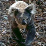 Koala509x678 (Making a Dent in Oz)