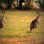 OzKangaroos678x509 (Making a Dent in Oz)