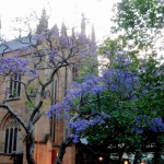 OzPurpleTrees678x509 (Making a Dent in Oz)