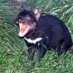 TasmanianDevil350x266 (Uluru: Is It Worth It?)