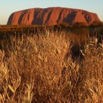 UluruSageForeground350x467 (Uluru: Is It Worth It?)