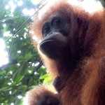 BabyOrangutans678x904 (Random Photo Memory: Mama & Baby Orangutans)