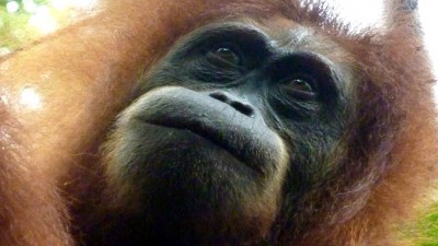 BabyOrangutansSlider678x383 (Random Photo Memory: Mama & Baby Orangutans)