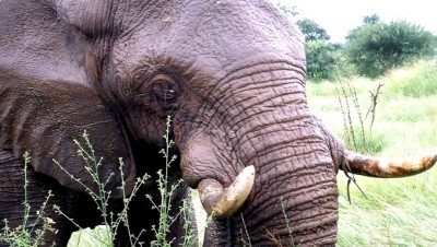 OnSafariInKrugerNP-ElephantSlider679x384 (Random Photo Memory: On Safari at Kruger National Park)