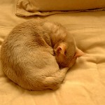 Champagne500x375 (Catching Up Series: South Africa 3 of 6)