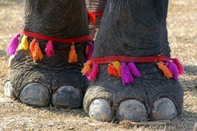 CreativeCommonsElephantFeet480x319 (Let’s Go See What Laos Is All About)
