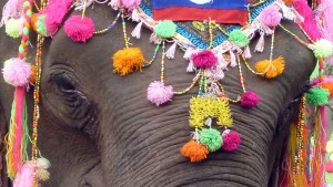 DecoratedElephantGallery678x383 (Return from Laos: Sneak-Peek)