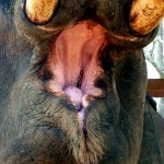 ElephantMouth525x700 (Return from Laos: Sneak-Peek)