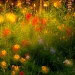 WildflowersDouble700x469 (Random Photo Memory: Tricks with F.I.L.M)