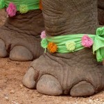 ElephantFestival-feet1280x960 (The Laos Elephant Festival)