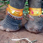 ElephantFestivalFeet2-1280×960 (The Laos Elephant Festival)