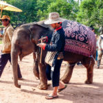 Laos-Elephant-Festival-13 (The Laos Elephant Festival)