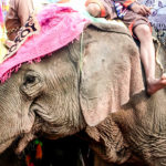 Laos-Elephant-Festival-15 (The Laos Elephant Festival)