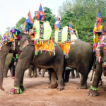 Laos-Elephant-Festival-18 (The Laos Elephant Festival)