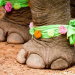 Laos-Elephant-Festival-2 (The Laos Elephant Festival)