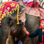 Laos-Elephant-Festival-20 (The Laos Elephant Festival)