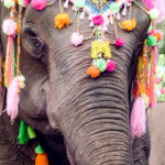 Laos-Elephant-Festival-4 (The Laos Elephant Festival)