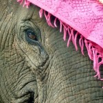 P1090121-opt (The Laos Elephant Festival)