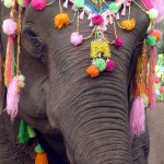 P1090123-opt (The Laos Elephant Festival)