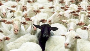 CultureShockSheep (Sheer Lunacy: Vietnam Visa Fun)