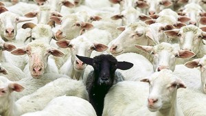 CultureShockSheep677x382 (Expat “Culture Shock”? Nonsense!)
