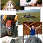 ECC-collage450x724 (Random Photo Memory: The Elephant Conservation Center, Laos)