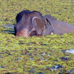 ECC-elephant-submerged677x508 (Random Photo Memory: The Elephant Conservation Center, Laos)