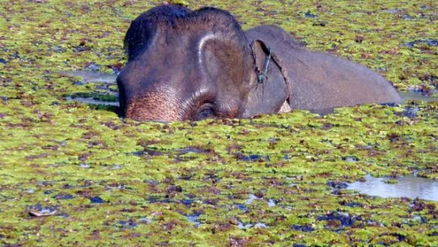 Peek-a-boo Pachyderm