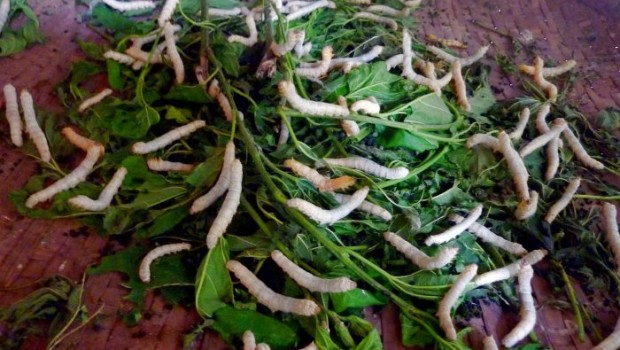 Ravenous silk worms merrily munching on mulberry leaves