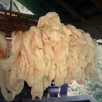 P1080834-opt (More Laos: Ock-Pop-Tok Natural Dye Workshop)